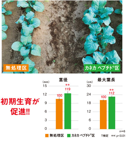 定植4週間後の様子（2020年10月1日撮影）