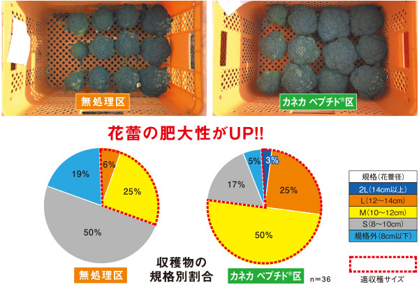 収穫物の様子（2020年11月18日撮影）