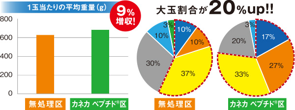 2018年8月28日 播種、11月9日収穫（熊本県、各処理30株での規模比較）