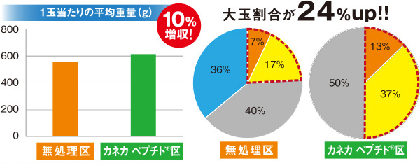 2019年6月19日 播種、8月22日収穫（長野県、各処理30株での規格比較）