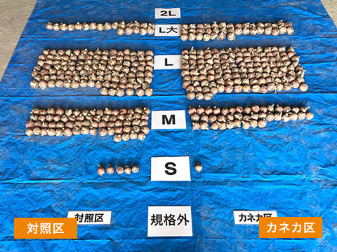 生産者様 圃場栽培試験結果（2019）