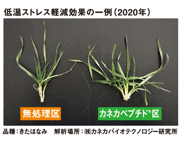 低温ストレスの軽減効果の一例（2020年）